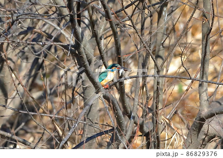 埼玉県比企郡川島町の越辺川白鳥飛来地　川原の枝にとまりエサの小魚を食べるカワセミ 86829376