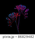 Freesia twigs with flowers blooming drawing, with buds on stem, pink and blue neon colors. Isolated  86829482