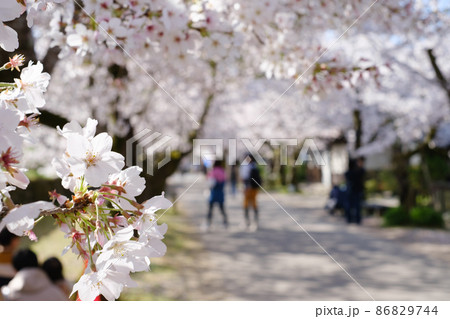 秋月の桜 86829744