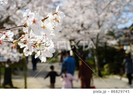 秋月の桜 秋月の桜 86829745