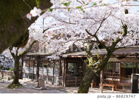 秋月の桜 86829747