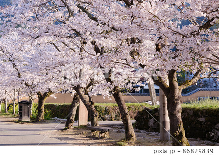 秋月の桜 86829839