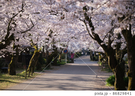 秋月の桜 86829841
