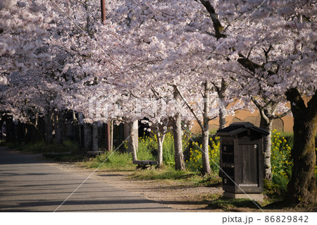 秋月の桜 秋月の桜 86829842