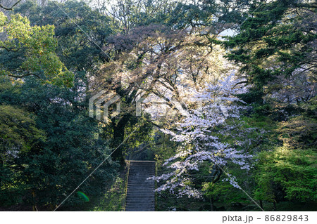 秋月の桜 86829843