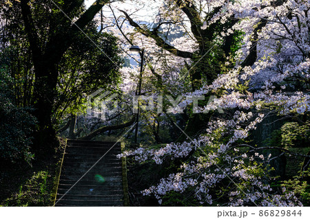 秋月の桜 秋月の桜 86829844