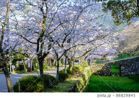 秋月の桜 秋月の桜 86829845