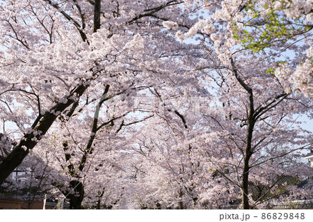 秋月の桜 秋月の桜 86829848