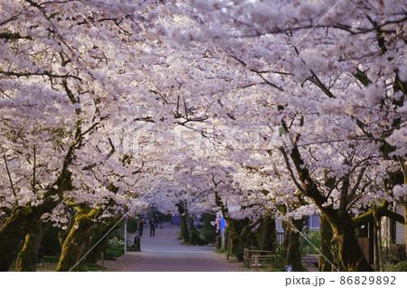 秋月の桜 86829892