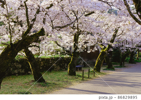 秋月の桜 86829895