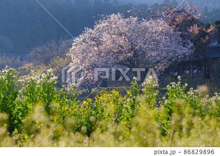 秋月の桜 86829896