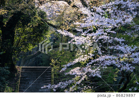 秋月の桜 秋月の桜 86829897