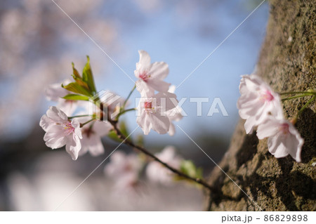 秋月の桜 秋月の桜 86829898