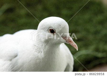 手品バトと呼ばれるジュズカケバトの頭部【銀鳩】 86829958
