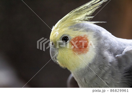 オウム目オウム科の可愛いオカメインコ 86829961