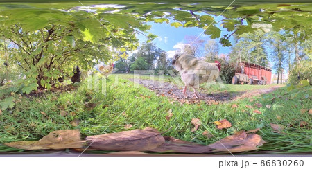 White Chicken and Group of Hens Under Green Bush in a Garden, 360 VR 86830260