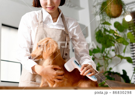 犬(ペット)のブラッシングをするトリマーの若い女性 犬(ペット)のブラッシングをするトリマーの若い女性 86830298