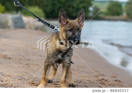 An eleven weeks old German Shepherd puppy playing on a sandy beach. Wet fur after play in the water An eleven weeks old German Shepherd puppy playing on a sandy beach. Wet fur after play in the water 86830357
