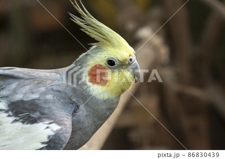 オウム目オウム科の可愛いオカメインコの写真素材