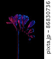 Freesia flowers blooming drawing, with buds on stem, pink and blue neon colors. Isolated on black 86830736
