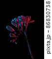 Freesia flowers blooming drawing, with buds on stem, red and blue neon colors. Isolated on black  86830738