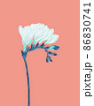 Freesia white blooming flower twig illustration on pastel background 86830741