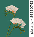 Freesia white blooming flowers illustration on green background 86830742