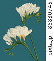 Freesia twigs blooming with beautiful white flowers illustration on blue background 86830745
