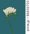 Freesia twig blooming with white flowers illustration on blue background 86830750