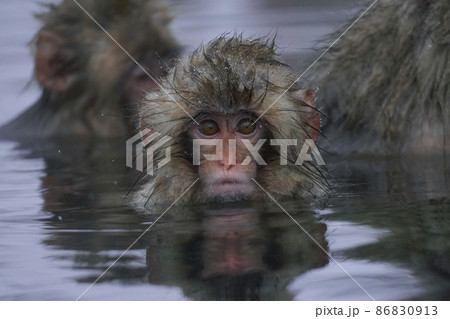 地獄谷のニホンザル 86830913