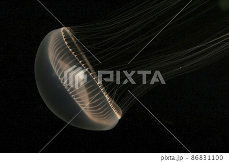 オワンクラゲ オワンクラゲ 86831100