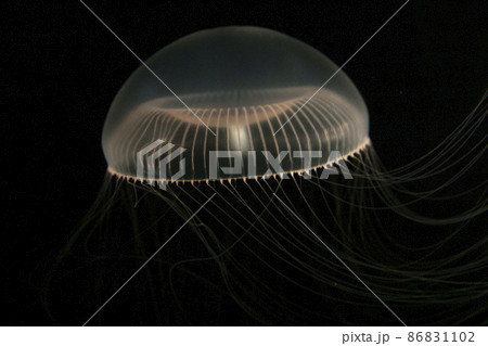 オワンクラゲ オワンクラゲ 86831102