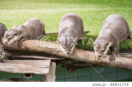 Cute close up of Group of attentive Oriental small-clawed otters 86831258