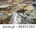 愛知県新城市の宇連川の支流に生息するミヤマカワトンボ 86831362