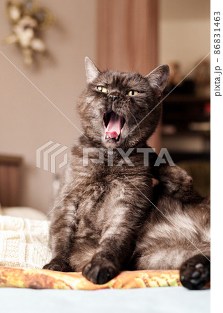 Cute cat sits on bed yawning widely 86831463