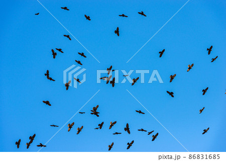 Flock of Black Crows Flying in a Blue Clear Sky - Italian Alps Flock of Black Crows Flying in a Blue Clear Sky - Italian Alps 86831685