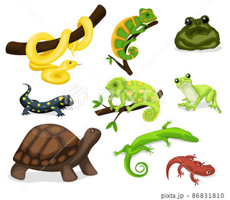 Reptile vector animal reptilian character. Serpent, reptile and amphibians, frog, iguana and python vector illustration set. Cartoon exotic amphibian and reptiles 86831810