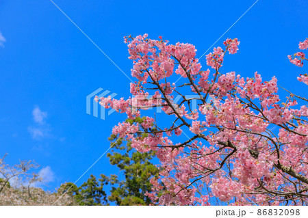 青空に映える桜 86832098