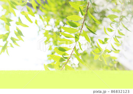 新緑の写真（タイトル向き画像） 86832123