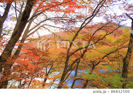 紅葉の風景 秋の桧原湖 紅葉の風景 秋の桧原湖 86832500