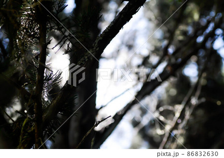 sun background ,sun light in the pine garden or tree in blur background 86832630