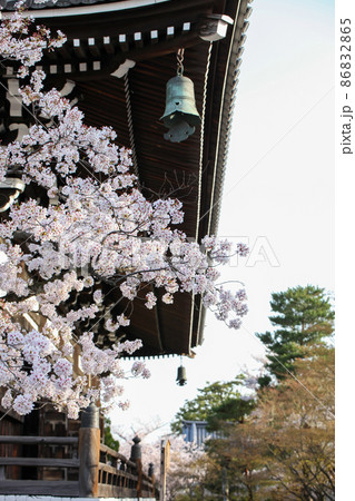 妙顕寺の桜 86832865