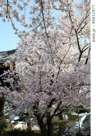 妙顕寺の桜 86832877