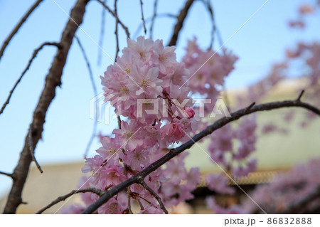 妙顕寺の桜 86832888