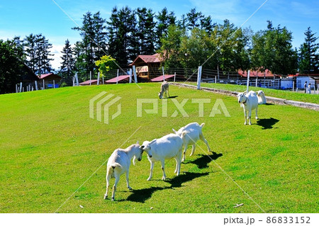 北海道・十勝「花畑牧場」 北海道・十勝「花畑牧場」 86833152