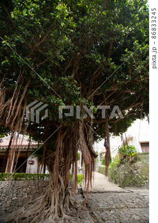 那覇市金城町の美しい石畳道とガジュマルの風景 86833245