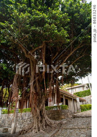 那覇市金城町の美しい石畳道とガジュマルの風景 86833246