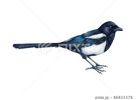Magpie bird realistic watercolor illustration. Hand drawn pica pica avian. Common eurasian magpie on white background. Wildlife single forest bird close up illustration 86833378