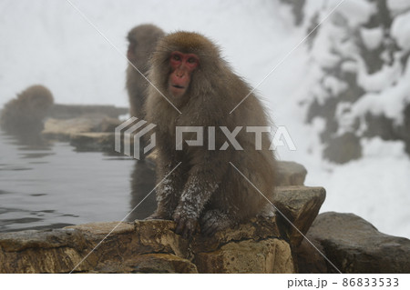 地獄谷の温泉猿 地獄谷の温泉猿 86833533