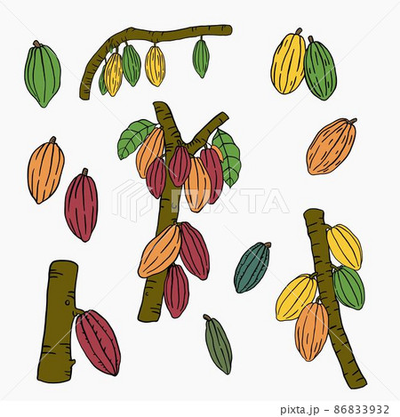 cacao fruit doodle drawing on white background. cacao fruit doodle drawing on white background. 86833932